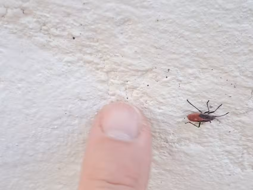 Hotel Elena