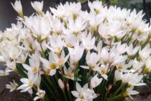 Hotel Restaurant la Esquina de Pocho