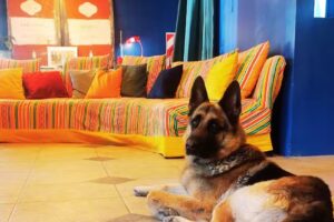 Hotel Windsor Mendoza