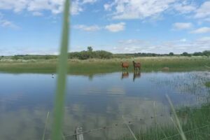 HOTEL Y CABAÑAS ALVEAR