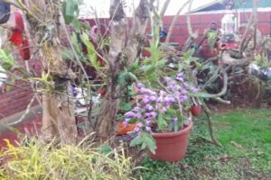 Jorge casa de las Orquídeas