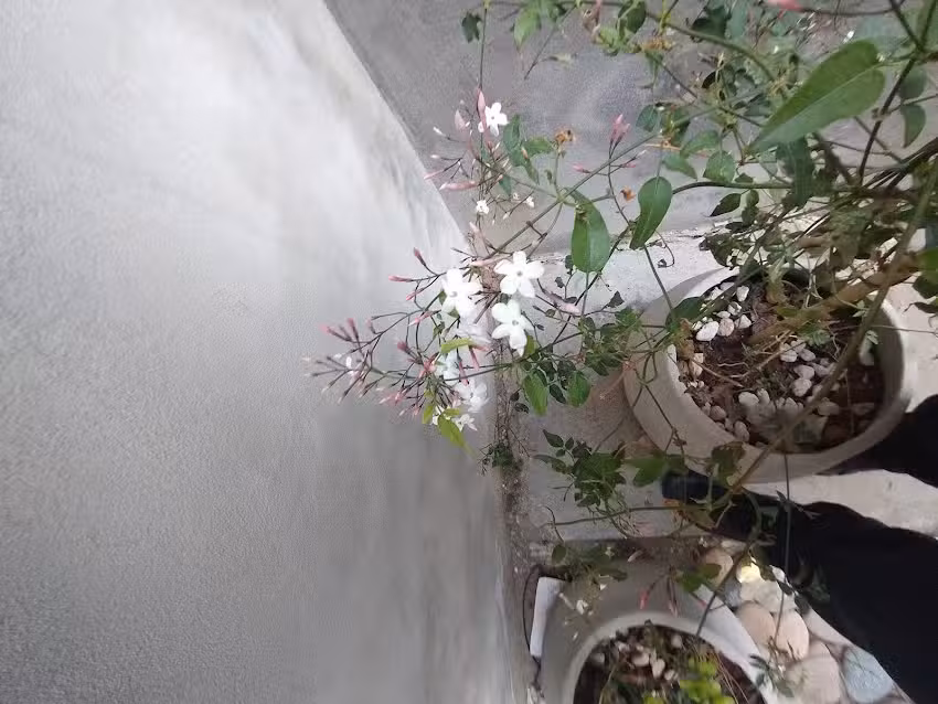 Keóken – San Jose obrero 165