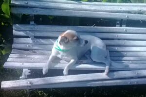 La Algarroba Cabañas