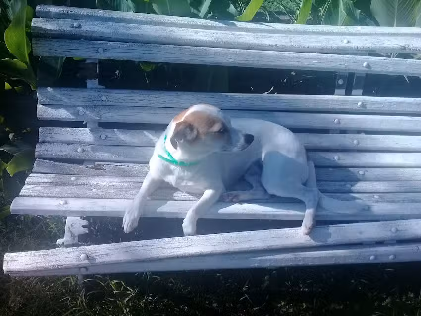 La Algarroba Cabañas