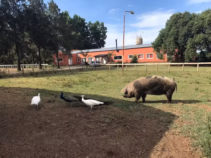 LA CARLOTA DEL MONTE