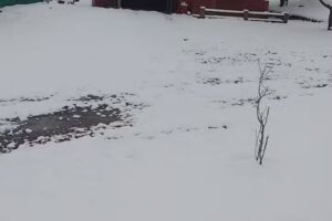 La Casa del Sauce Cabañas