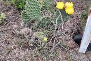 La caverna del magoserfox