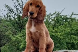 La Corzuela Portal energético