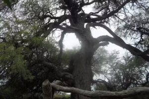 La Esperanza – Acuña