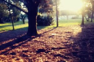 La Foret Cabañas del Bosque