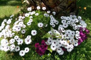 La Gertrudis Casa de Campo