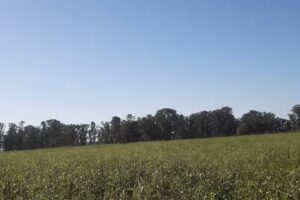 “La Ñata” Santa Yvonne