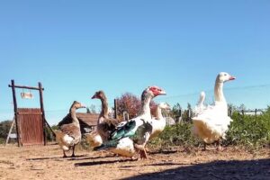 La Posada De Los Gansos