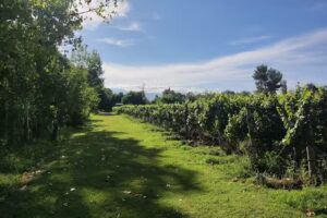 La Posada del Jamón