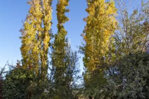 La soñada de Chacras