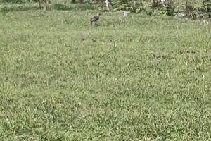 Las Barusitas Hospedaje