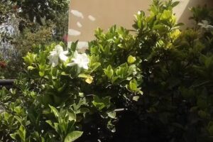 Le Terrada Suites Brunch & Breakfast