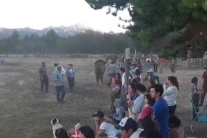 Lirios de la Pampa.Casa de Campo