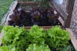 “Lo de Polo” Alojamiento