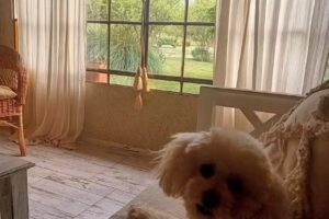 Los Lalos – Casa Calma