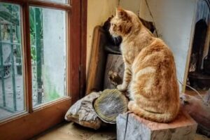 Los nogales de colonia Mabragaña