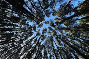 Los Olivillos | Casas Frente al Mar