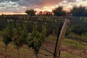 Martyniuk Lodges & Vineyards