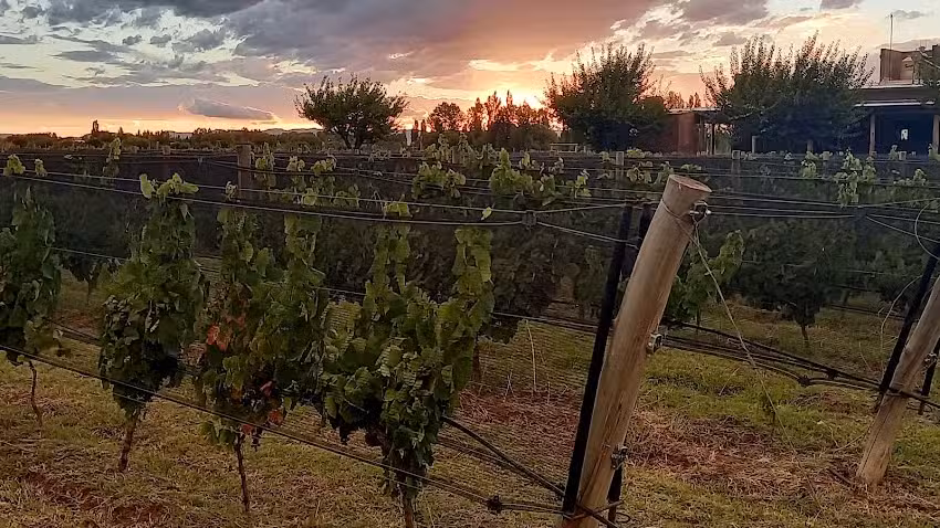 Martyniuk Lodges & Vineyards