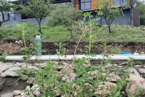 MOLLE – Alojamiento serrano