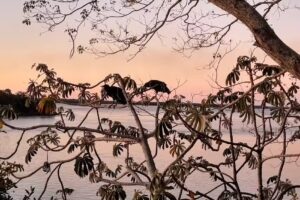 Murmullos del Parana