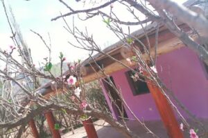 PACHA Hospedaje Riky