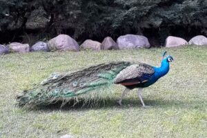 Paradiso- Resort & Eventos-