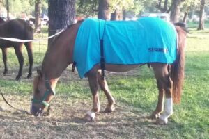 Permitido Acampar Parque San Francisco