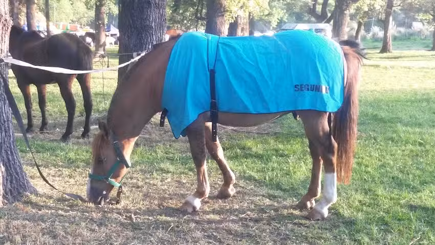 Permitido Acampar Parque San Francisco