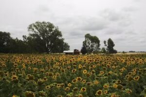 Pucon Pai Complejo de Campo