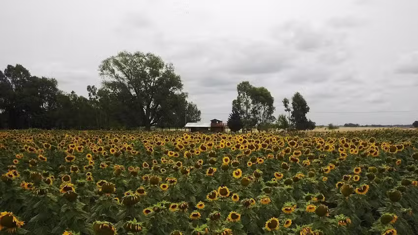 Pucon Pai Complejo de Campo