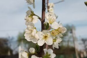 Quinta El Pampa Locatelli