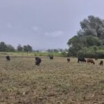 Quinta “La Rosadita”