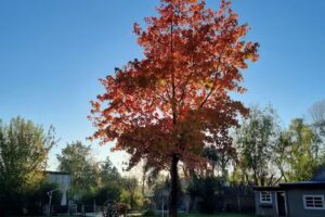 Quinta “Las Cadenas”