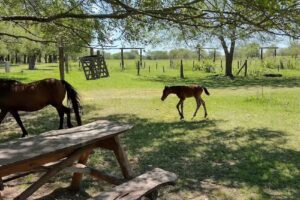 Recreo “Haras Camping Arroyo Las Hermanas”