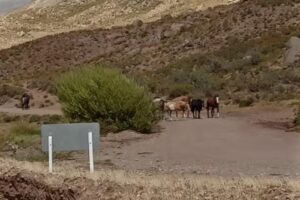 Refugio Lago Pueyrredón