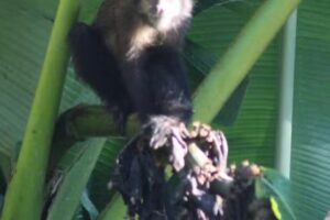 Reserva Agroecologica Yasi-Yateré