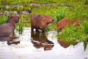 Reserva Estero Camba Trapo
