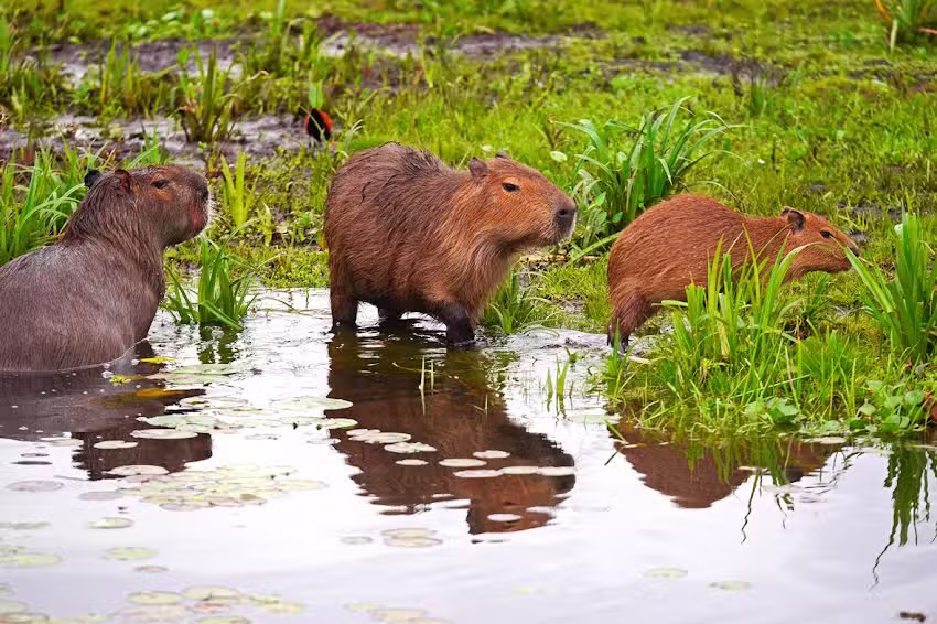 Reserva Estero Camba Trapo