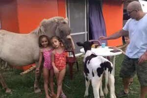 RUCA ALI cabaña y parcelas