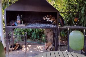 Santa Rosa Plaza Hotel