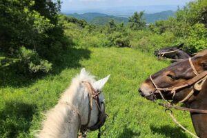 Sayta Ranch (Cabalgatas)