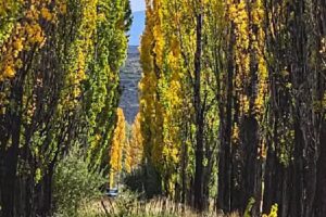 Seusek Alojamiento Turistico Rural