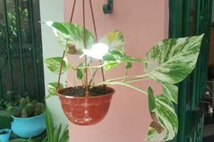 Sueños de Paz-Alquileres Temporarios