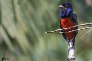 Surucua Reserva & Ecolodge